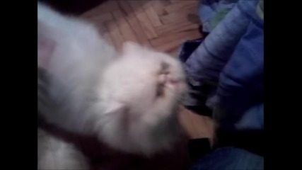 Котка полудява докато я чешат 