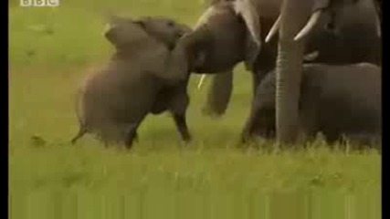 Cute baby elephants fighting! David Attenborough - Bbc wildlife