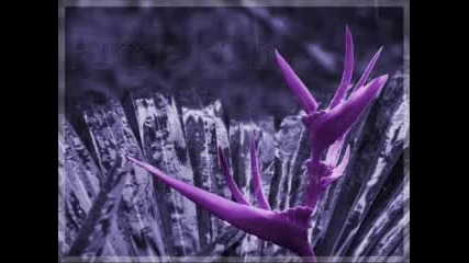 Roxette - Fading Like A Flower - превод