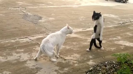 котка владее кунг фу