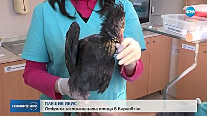 Птица от застрашен вид изненадващо се появи в България