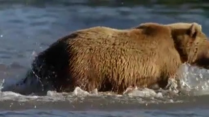 National Geographic - Дивата Природа : Сезонът на сьомгата в Камчатка