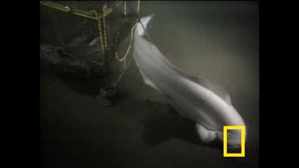 Страна Ходеща Риби