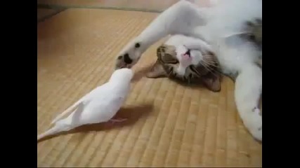 Котенце и папагалче