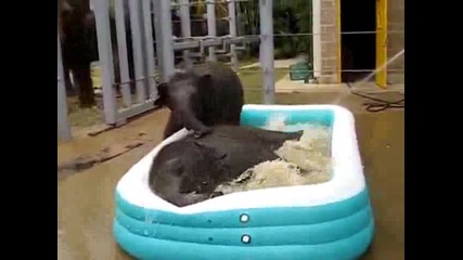Слончета се радват на надуваем басейн