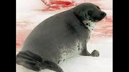 Sos, Save Our Seals!