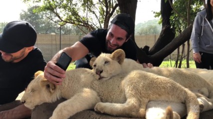 Superstars roam with lions in Johannesburg, South Africa