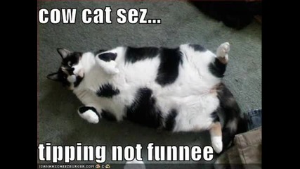 very funny cats 24