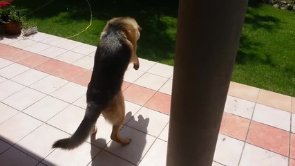 Куче за първи път забелязва своята сянка.