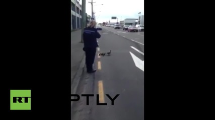 Нова Зеландия: Полицаи ескортират семейство патици през оживено кръстовище