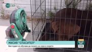 Пудел Нило - нов герой на бреговете на Малага