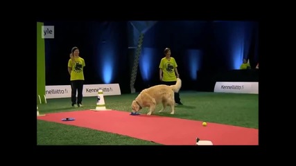 Весел голдън ретривър на състезание за кучета