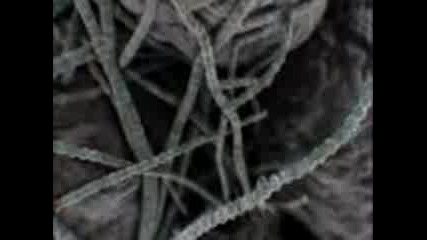 Bbc - "first Life" (2010) with David Attenborough - Аrrival Part 2