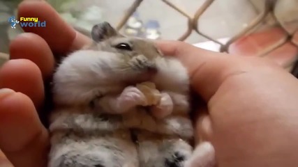 Компилация Смях !.. Cute Animal Videos Compilation 2015