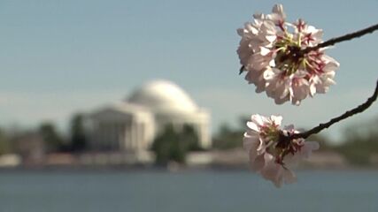 Популярните японски вишни във Вашингтон цъфнаха