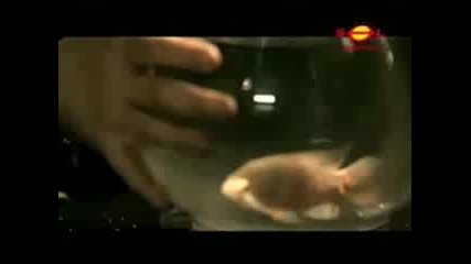 Disturbed - Stupify