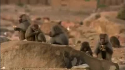 Saudi Arabian Baboons Kidnap Puppies & Raise Them As Pets.