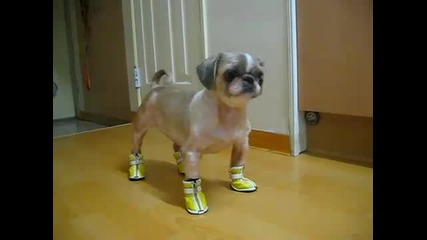 куче с обувки