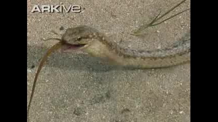 Най - рядката змия на света яде