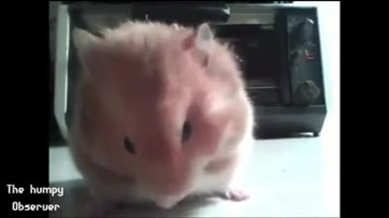 The cutest video