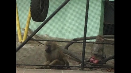 Танцуваща маймунка