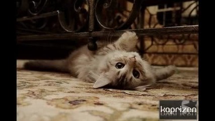 Обичаи Животните Без Да Се Замисляте ... (h) 