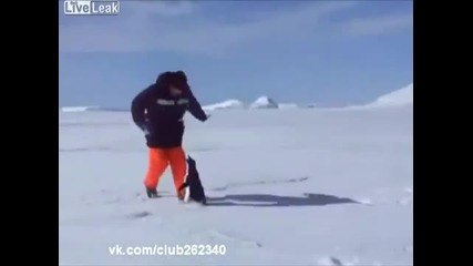 Този пингвин е страшен пич .. !
