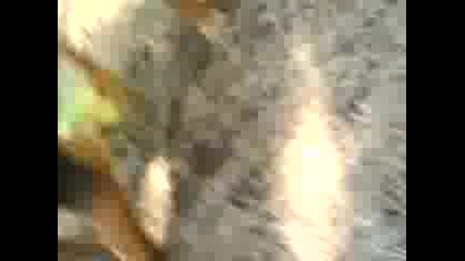 kuche