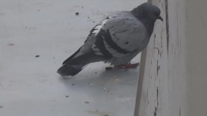 Гълъб слага край на живота си .