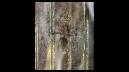 C.c Catch- Heaven and Hell