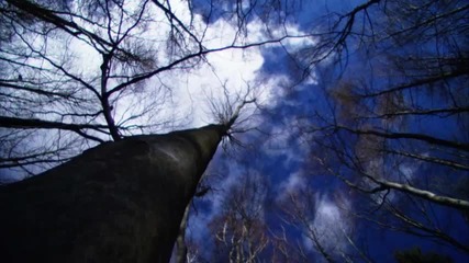 Forsenses 2 - Timber Lounge - A Fascinating Journey through Nature and Sound (part 11)