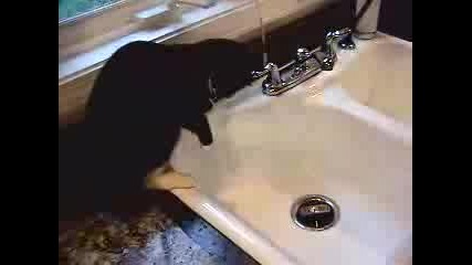Котка  В Мивка