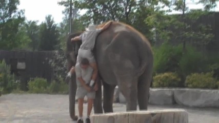 Не е лесно да се качиш на слон... дори и с чужда помощ