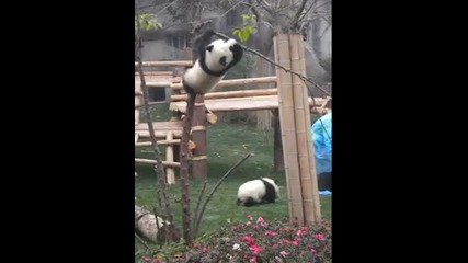 Панда си играе на дърво!!! 