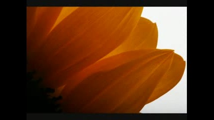 Sara Mclachlan - Ordinary Miracle (Sunflower)