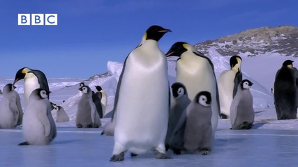 Забавно пързаляне с кънки - Императорските пингвини