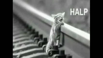 Very Funny Cats 20