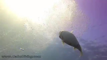 Група водолази срещат странен вид риби в Хавайско море