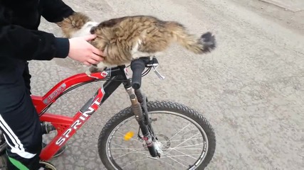 Сладко коте иска да кара велосипед ;)