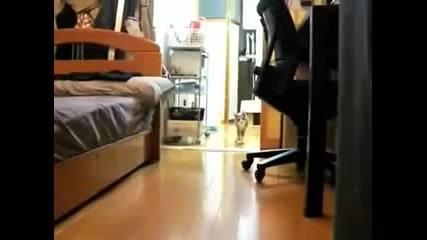 Ninja cat comes closer while not moving