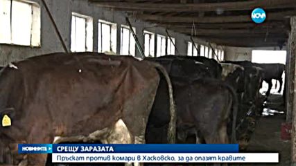 В Хасковско пръскат против комари, за да опазят кравите