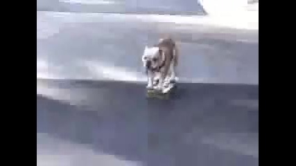 Смешни кучета