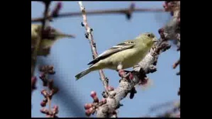 Kitaro - Eternal Spring.
