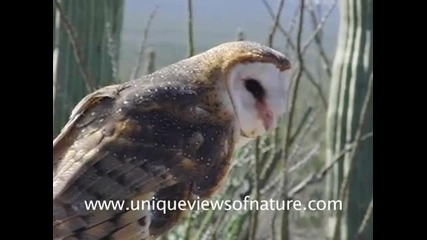 Great Horned Owl and Barn Owl in Slow Motion by Unique Views of Nature