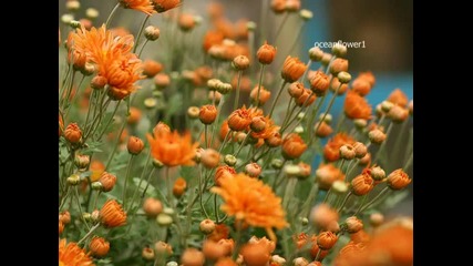 Faces of nature - Ernesto Cortazar