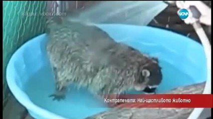 Контратемата - Как да събудим мързеливото си гадже- - Часът на Милен Цветков (02.07.2015)