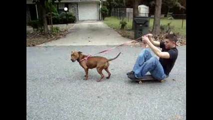 Ето защо е яко да имате Pitbull 