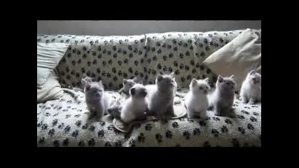 Танцуващи котета