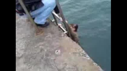 Пич Бута Бабичка В Водата