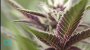 Pot for Pets: Nevada Bill Would Allow Vets to Prescribe Marijuana